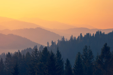 雨打梨花深闭门 千树万树梨花开