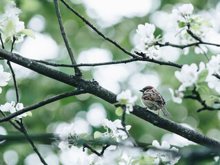 我是光荣的少先队手抄报内容写什么